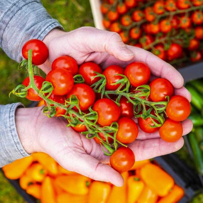 Tomaten Cherry tros (Vitalientjes) ongeveer 380 gr.